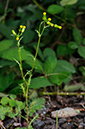 Senecio_vulgaris_LP0327_32_Desborough_Island