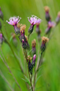 Serratula_tinctoria_LP0596_25_Chobham_Common