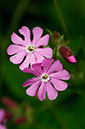 Silene_dioica_LP0626_02_Frylands_Wood