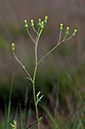 Senecio_sylvaticus_LP0413_54_Elstead_Common