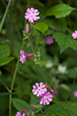 Silene_dioica_LP0626_05_Frylands_Wood