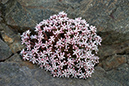 Sedum_anglicum_LP0211_04_Porthkerris