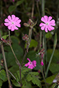 Silene_dioica_LP0062_58_Andrews_Wood