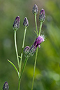 Serratula_tinctoria_LP0167_03_Mitcham_Common