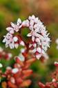 Sedum_anglicum_LP0278_02_Wembury