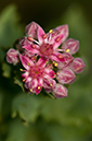 Sedum_telephium_LP0217_72_White_Downs