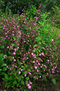 Silene_dioica_LP0317_087_Hampton_Court