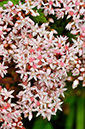 Sedum_anglicum_LP0250_12_Wembury