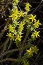 Sedum_acre_LP0155_35_Dawlish_Warren