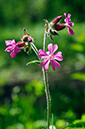 Silene_dioica_LP0675_10_Woldingham