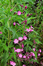 Silene_dioica_LP0317_090_Hampton_Court