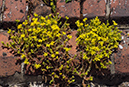 Sedum_acre_LP0366_59_Dorking