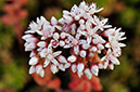 Sedum_anglicum_LP0278_07_Wembury