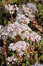 Sedum_anglicum_LP0319_03_Portland