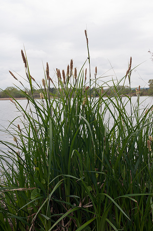 Carex_acutiformis_LP0674_27_Frensham