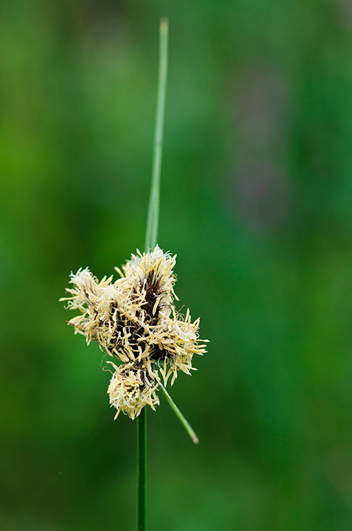 Bolboschoenus_maritimus_LP0430_49_Molesey