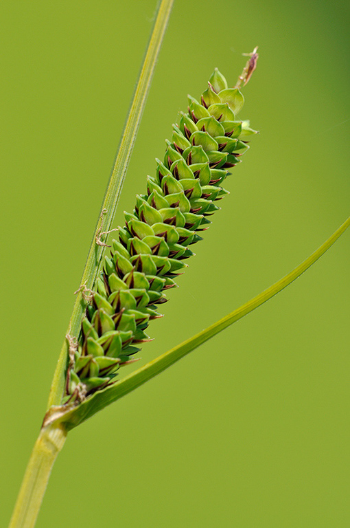 Carex_elata_LP0231_04_Ditton_Field