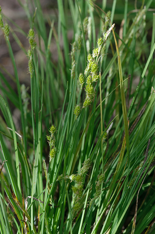 Carex_canescens_LP0674_66_Frensham