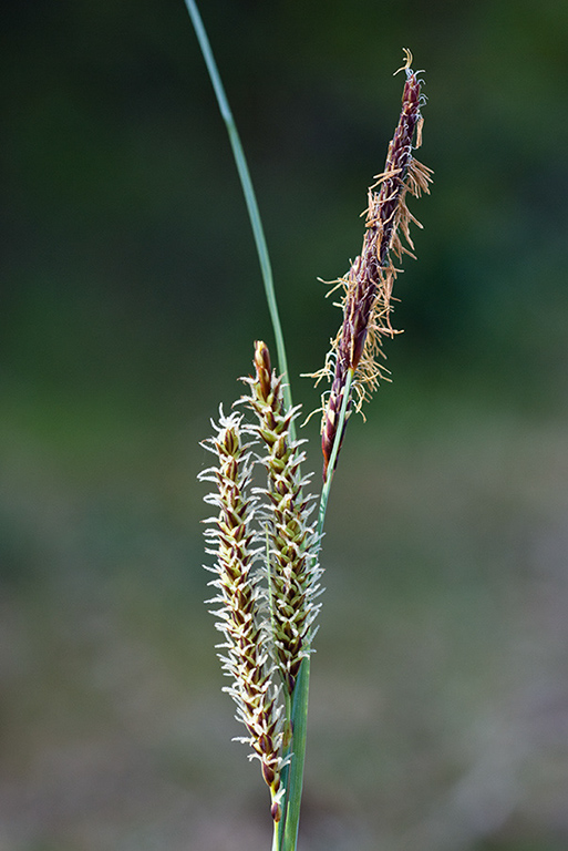 Carex_flacca_LP0118_43_Hale_Common