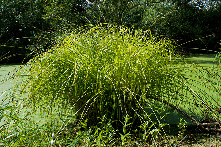 Carex_elata_LP0231_09_Ditton_Field