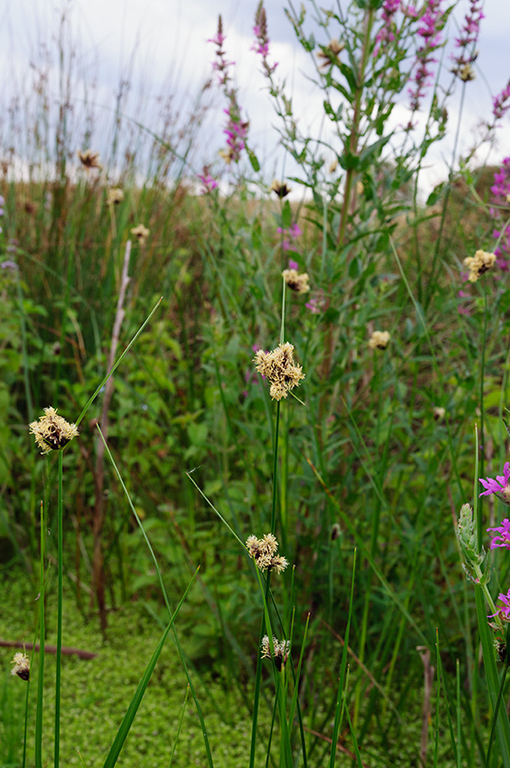 Bolboschoenus_maritimus_LP0430_44_Molesey