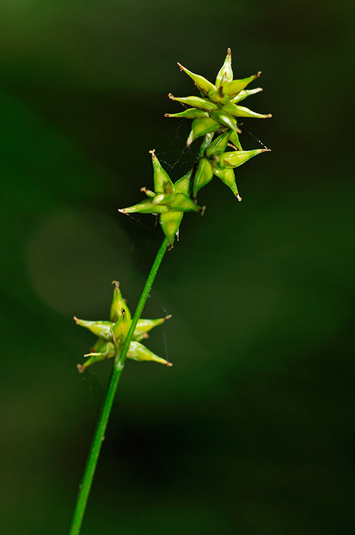 Carex_echinata_LP0253_01_Leith_Hill