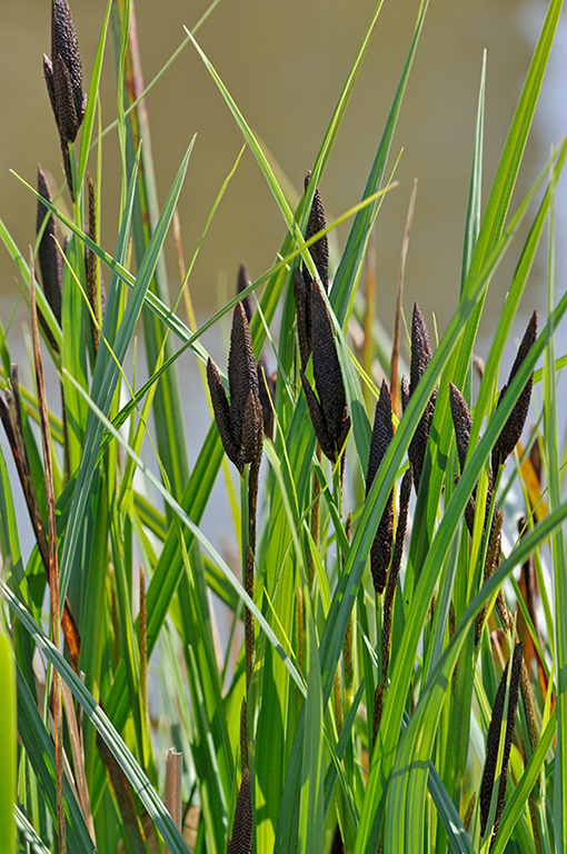Carex_acutiformis_LP0265_02_Shalford