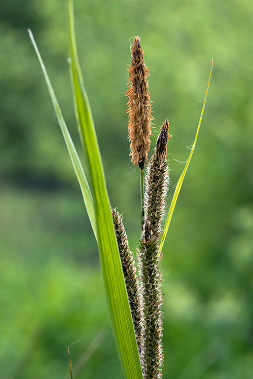 Carex_acutiformis_LP0206_15_Barnes