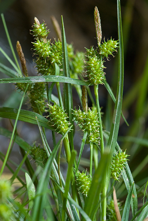 Carex_demissa_LP0129_13_Frillinghurst