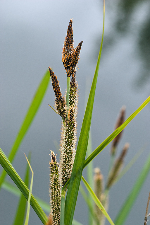 Carex_acutiformis_LP0206_14_Barnes