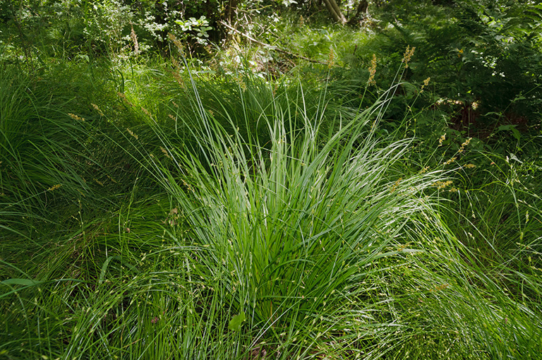 Carex_elongata_LP0460_33_Ash_Vale