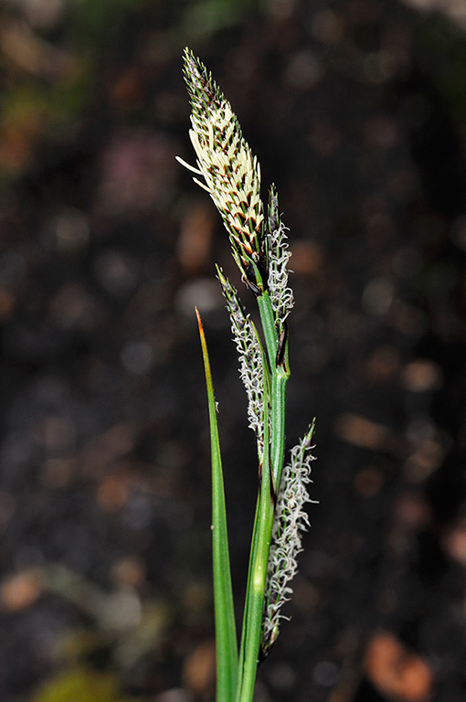 Carex_binervis_LP0268_56_Hindhead