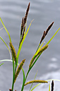 Carex_acutiformis_LP0360_40_Hampton_Court