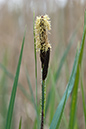 Carex_flacca_Sedge_Glaucous_LP0125_06_Parsonage_Moor