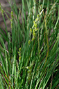 Carex_canescens_LP0674_66_Frensham