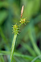 Carex_demissa_LP0536_11_Chiddingstone