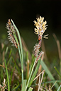 Carex_flacca_LP0118_05_Hale_Common