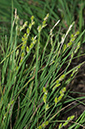 Carex_canescens_LP0674_60_Frensham