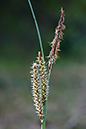 Carex_flacca_LP0118_43_Hale_Common