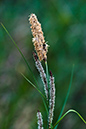 Carex_acutiformis_LP0123_18_St_Martha