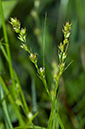 Carex_divulsa_LP0536_06_Chiddingstone