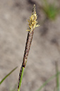 Carex_binervis_LP0229_15_Bagshot_Heath