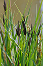 Carex_acutiformis_LP0265_02_Shalford