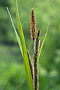 Carex_acutiformis_LP0206_15_Barnes