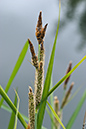 Carex_acutiformis_LP0206_14_Barnes
