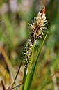Carex_caryophyllea_LP0267_43_Millbridge