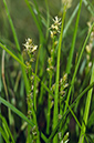 Carex_divulsa_LP0523_42_Hampton_Estate