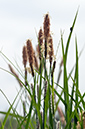 Carex_acutiformis_LP0674_33_Frensham