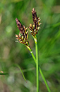 Carex_caryophyllea_LP0536_19_Chiddingstone