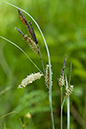 Carex_flacca_LP0129_06_Frillinghurst